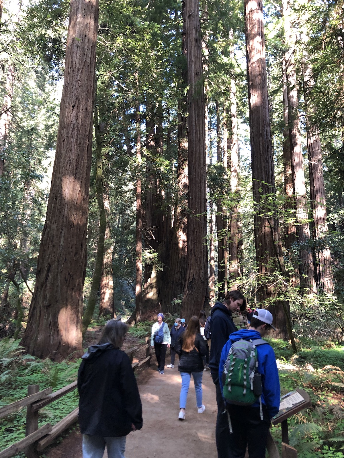 students stop to read an information plaque along a busy footpath through a forest of immense redwood trees.