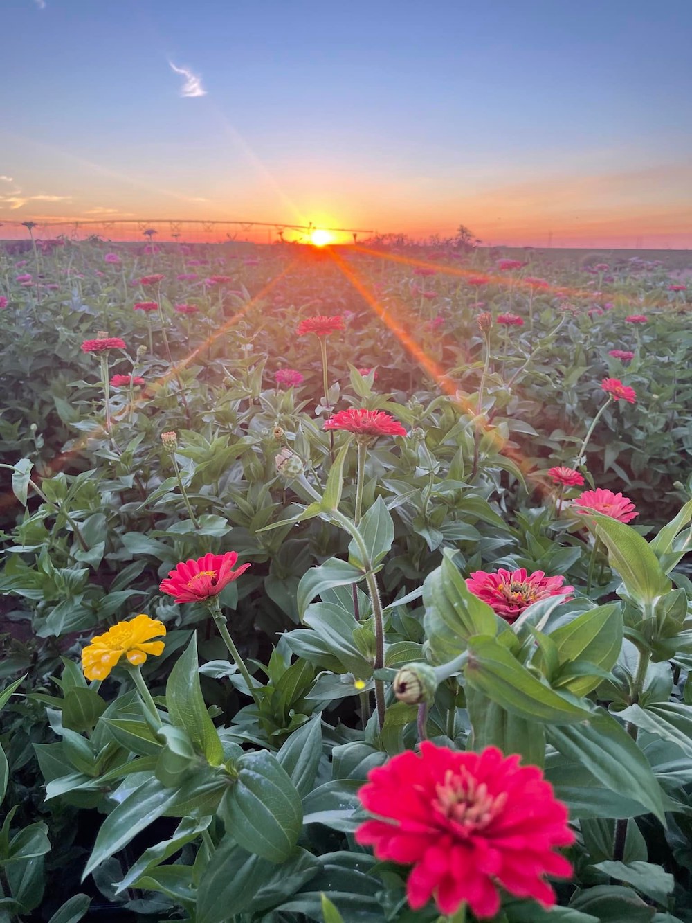 the bed of an old pickup truck is filled with flowers