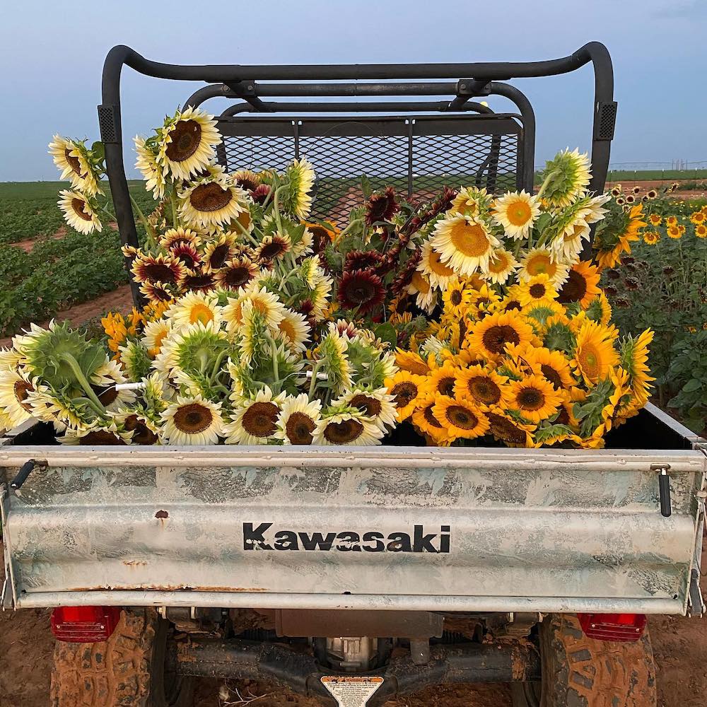 A four-wheeler bed full of flowers